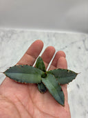 Agave titanota 黒鯨子株(Lize血統) 未発根発送