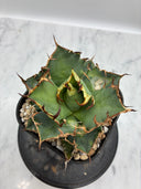 Agave titanota シーザー子株(Lize血統)　抜き苗発送