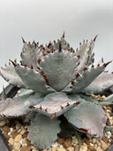 Agave 瀧之白絲x血雨雷神子株　(Lize血統) 抜き苗発送