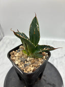 Agave titanota SAD子株②(Lize血統）抜き苗発送
