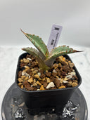Agave titanota 烈焔子株①(Lize産) 抜き苗発送