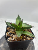 Agave ホリササ(No.44)子株(Lize血統) 抜き苗発送