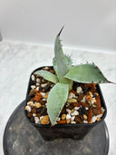 Agave 激怒之舞(No.？)子株⑤(Lize血統) 抜き苗発送