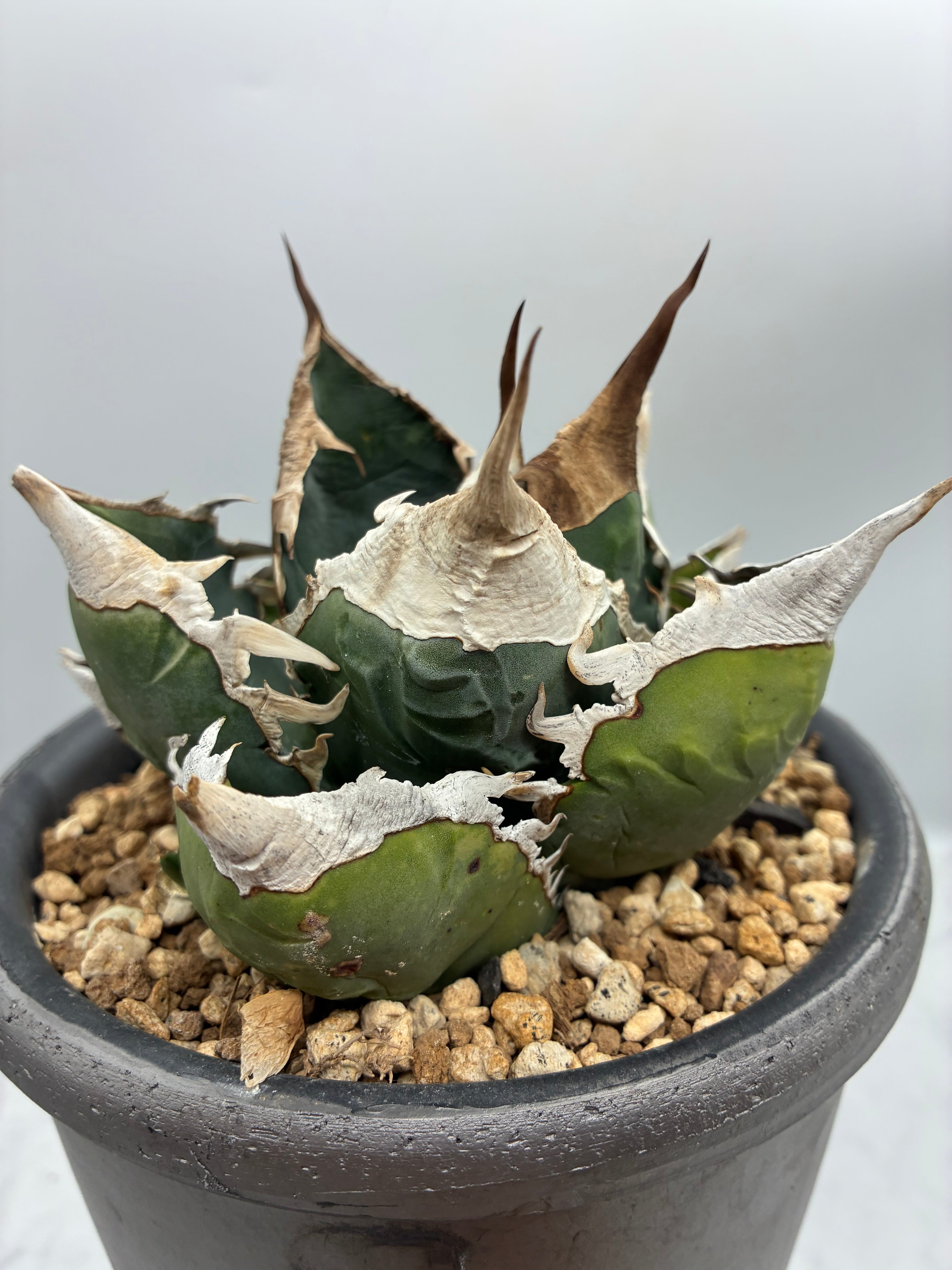 アガベ チタノタシーザー 親株 lize血統 Agave titanota SAD子株①