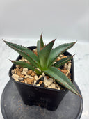 Agave ホリササ子株②(No.2)(Lize血統) 抜き苗発送