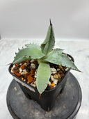Agave 激怒之舞(No.？)子株⑤(Lize血統) 抜き苗発送
