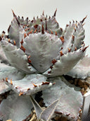 【Indoor Jungle Issue n°11掲載株】Agave 瀧之白絲x血雨雷神子株　(Lize血統) 抜き苗発送