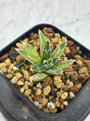 Agave 姫笹之雪子株　抜き苗発送