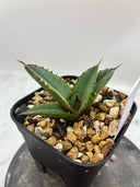 Agave titanota 緑煌子株(Lize産) 抜き苗発送（緑煌タグ付き
