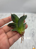 Agave titanota 白火焔子株②(Lize血統)　抜き苗発送