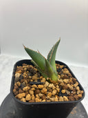 Agave ホリササ(No.37)子株①(Lize血統) 抜き苗発送