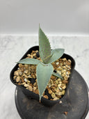 Agave 瀧之白絲x血雨雷神子株　(Lize血統) 抜き苗発送
