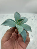 Agave 甲蟹x屈原(No.28)子株①(Lize血統) ベアルート発送