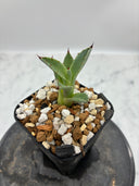 Agave 激怒之舞(No.19)子株①(Lize血統) 抜き苗発送
