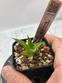 【Indoor Jungle Issue n°11掲載株】アガベ 黒火焔x笹之雪子株②(Lize血統)　抜き苗発送