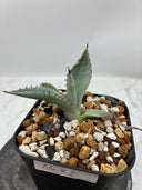 Agave 激怒之舞(No.45)子株(Lize血統) 抜き苗発送
