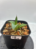 Agave ホリササ(No.36)子株①(Lize血統) 抜き苗発送