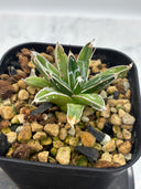 Agave 姫笹之雪子株　抜き苗発送