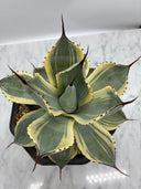 Agave Orizaba子株（US血統）抜き苗発送