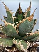 Agave titanota ロブスター子株②(Lize血統）抜き苗発送