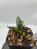 Agave titanota 緑煌子株(Lize産) 抜き苗発送