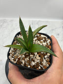 Agave ホリササ(No.30)子株(Lize血統) 抜き苗発送