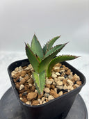 Agave ホリササ子株①(No.2)(Lize血統) 抜き苗発送