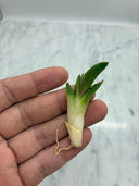 Agave titanota 大白鯊子株②(Lize血統) 抜き苗発送