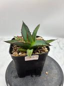 Agave ホリササ(No.17)子株①(Lize血統) 抜き苗発送