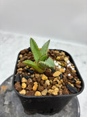 Agave ホリササ(No.？)子株①(Lize血統) 抜き苗発送