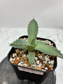 Agave 甲蟹x屈原(No.？)子株④(Lize血統) 抜き苗発送