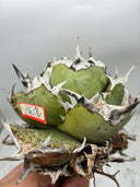 Agave titanota 鳳凰(Lize産) ベアルート
