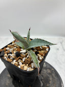 Agave 激怒之舞(No.45)子株(Lize血統) 抜き苗発送
