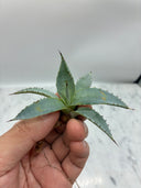 Agave 甲蟹x屈原(No.31)子株⑧(Lize血統) ベアルート発送