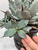 【Indoor Jungle Issue n°11掲載株】屈原x瀧之白絲(個体Z)子株② Lize血統 抜き苗発送