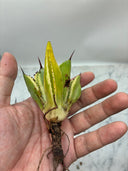 Agave キュービック黄覆輪子株②（台湾産）　抜き苗発送