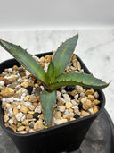 Agave 特選萬代厳龍子株(Lize血統) 抜き苗発送