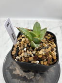 Agave titanota フィリグリー子株②(Lize血統）抜き苗発送