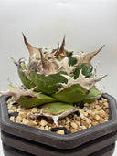 Agave titanota 緑煌子株(Lize産) 抜き苗発送（緑煌タグ付き