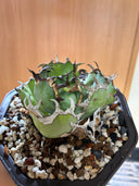 Agave titanota 黒鯨(Lize血統) 抜き苗発送