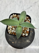 Agave 甲蟹x屈原(No.？)子株④(Lize血統) 抜き苗発送