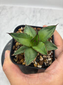 Agave ホリササ(No.44)子株(Lize血統) 抜き苗発送