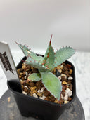 【Indoor Jungle Issue n°11掲載株】激怒之舞子株（No.54) Lize血統 抜き苗発送