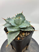 Agave 甲蟹交種子株②(Lize血統) 抜き苗発送