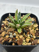 Agave 姫笹之雪子株　抜き苗発送