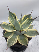 Agave Orizaba親株（US血統）抜き苗発送