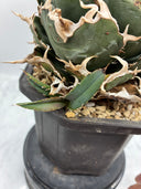 Agave titanota 白鯨子株④(Lize血統）抜き苗発送
