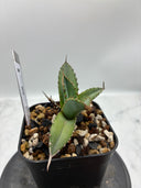 Agave titanota 緑煌子株(Lize産) 抜き苗発送