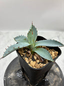 Agave 激怒之舞(No.53)子株①(Lize血統) 抜き苗発送