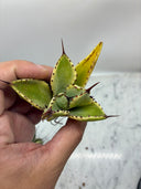Agave キュービック黄覆輪子株②（台湾産）　抜き苗発送